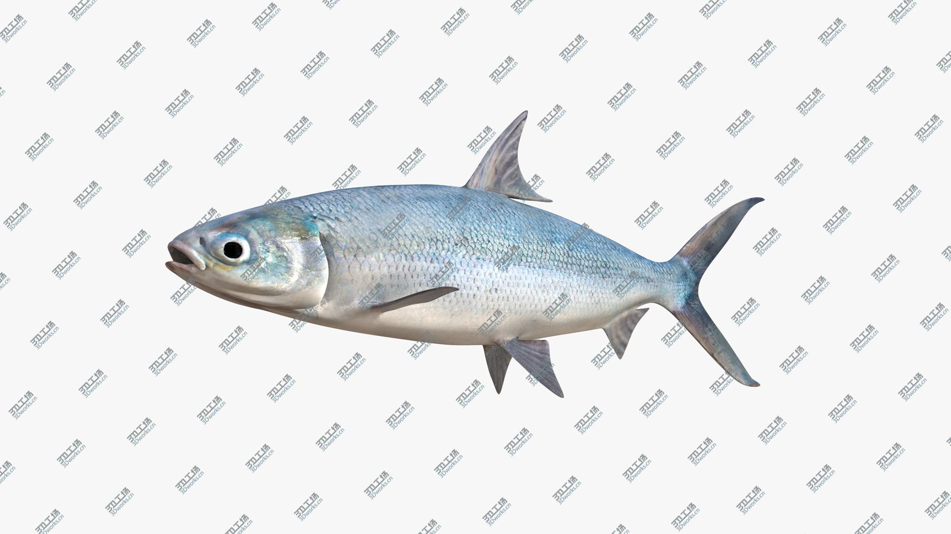 images/goods_img/2021040162/3D Milkfish/2.jpg